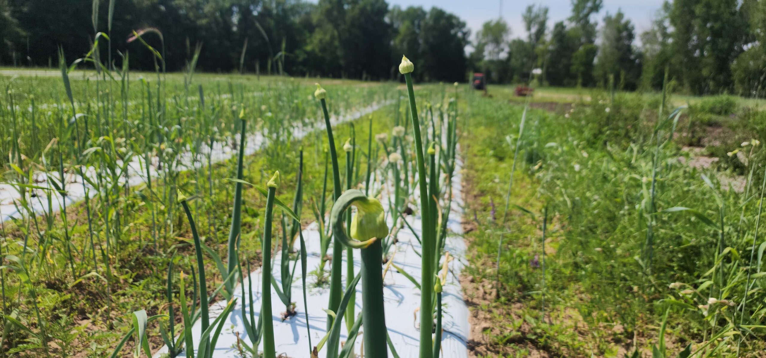 garlic scapes 2025